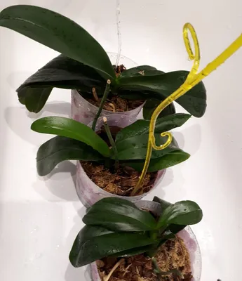 Орхидея фаленопсис — уход в домашних условиях — Ботаничка