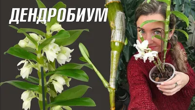 Уход за растениями » Орхидея Лудизия уход