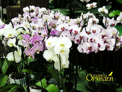 Уход за орхидеей фаленопсисом. Орхидеи мира