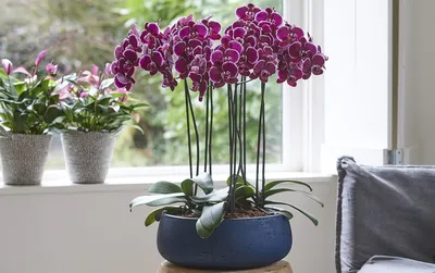 Купить Растение Орхидея Микро Фаленопсис / Geo Glass с доставкой / Geo Glass