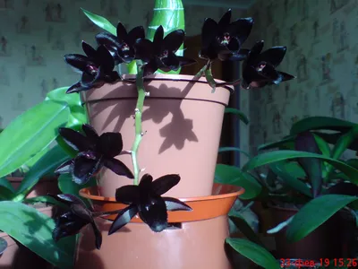 Орхидея Пафиопедилум белая леди купить