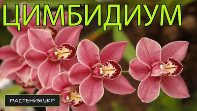 Уход за растениями » Орхидея Каттлея уход