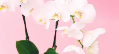 Орхидея Цимбидиум уход в домашних условиях / как ухаживать за орхидеей? -  YouTube