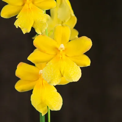 Уход за орхидеей - как поливать растение кубиками льда | OBOZ.UA