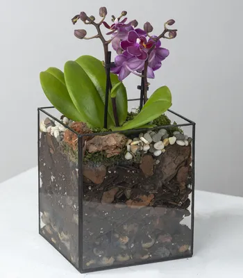 Уход за растениями » Орхидея Камбрия уход