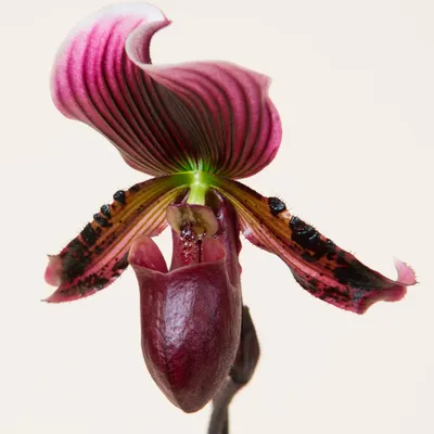 Цветы и растения сада, дома, луга. Уход, выращивание, размножение. : Орхидея  на подоконнике. Мини Фаленопсис.