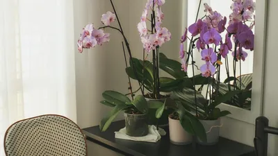 Уход за орхидеями