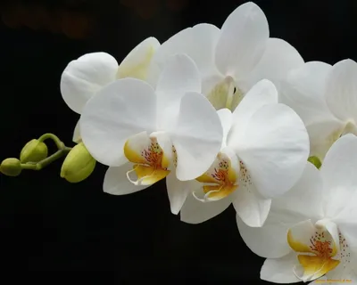 Орхидея фото на рабочий стол фотографии