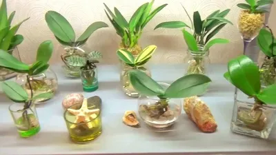 Орхидея дендробиум советы за уходом в домашних условиях | Growbox