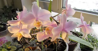 5 способов размножения орхидеи в домашних условиях | Нежные Лепестки | Дзен