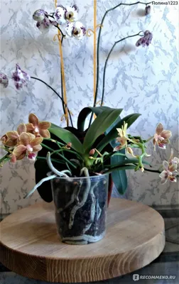 Орхидея фаленопсис: уход, болезни, виды, размножение - archidea.com.ua