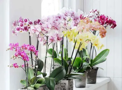 Орхидея принесет в дом удачу и благополучие