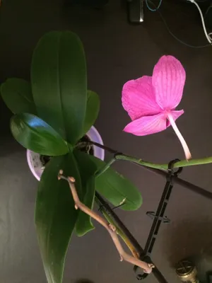 Орхидея, как размножить? - эксперты Украфлоры