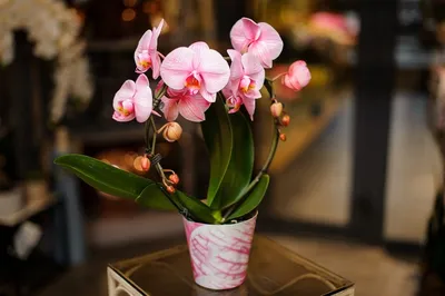 Как ухаживать за орхидеей: как поливать, пересадить и размножить орхидею,  уход в домашних условиях
