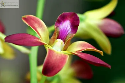 Как размножить симподиальную орхидею: фото, советы | flori-da.ru