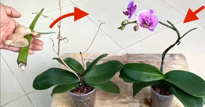 Домашние орхидеи: виды, уход, пересадка и размножение | About-You.su | Дзен