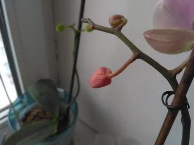 Орхидея Онцидиум: посадка, уход и размножение Вдохновение - Lechuza.Moscow
