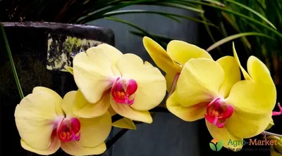 Как вырастить орхидею из цветоноса — три простых способа получить деток |  Орхидеи, Выращивание орхидей, Черенки растений