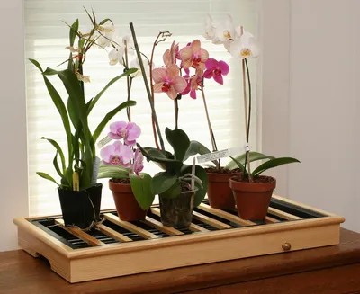Почему у орхидеи вянут и опадают бутоны. — Уход за орхидеей. Это просто!