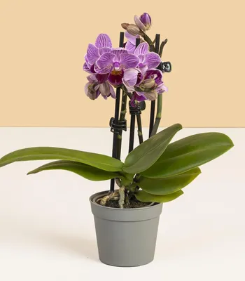 Как вырастить огромную орхидею?