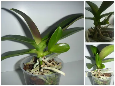 Цветущее комнатное растение орхидея фаленопсис уход / купить орхидею в  интернет-магазине Geo Glass