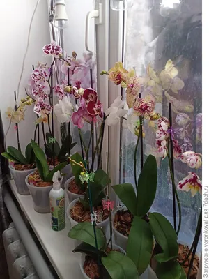 Размножение орхидеи фаленопсис в домашних условиях: видео