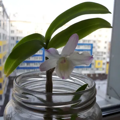Четыре способа размножения орхидей дома | Agro-Market