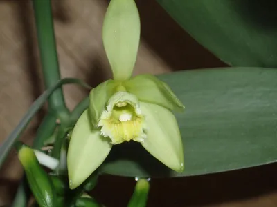Орхидея Дендробиум - «Дендробиум - орхидея, совсем не похожая на орхидею.  Выращивание в водной среде. Нарядные белые цветы и минимум ухода. ФОТО  цветущего растения.» | отзывы