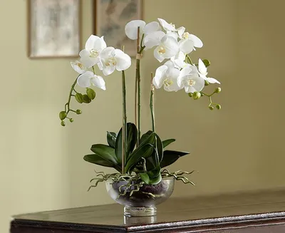 Орхидея Блетилла — уход в домашних условиях