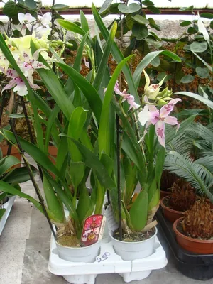Орхидея Фаленопсис: уход в домашних условиях, в том числе рекомендации по  поливу, освещению, температурному режиму, обрезке, подкормке, пересадке и  размножению, а также другие правила содержания phalaenopsis