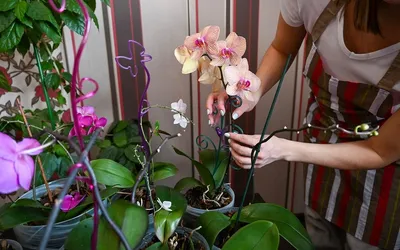 Орхидеи - агротехника по уходу | Мой сад