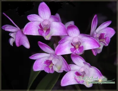 Орхидея в вазе - купить ванду и спатифиллум в студии фитодизайна и интернет  магазине комнатных растений и цветов Флорен