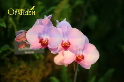 Как правильно ухаживать за орхидеей | Высоцкая Life