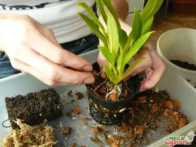 Выращивание орхидеи и уход в домашних условиях | Советы дачника и цветовода  | Дзен