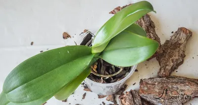 Как размножить орхидею фаленопсис в домашних условиях. Как размножается  фаленопсис