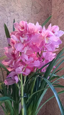 Уход за орхидеей после покупки: важные советы