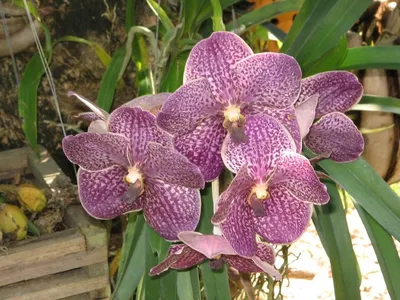 Основные моменты при уходе за орхидеей: уход после цветения