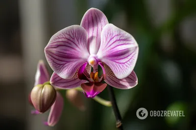 Орхидея. Уход, выращивание, размножение. Вырастить орхидею легко. Виды,  сорта. Декоративно-цветущие. Цветок. Фото. — Ботаничка