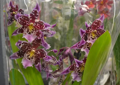 Как правильно размножить орхидею – как сделать два цветка из одного