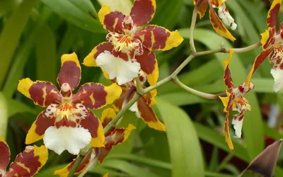 Уход за орхидеей Zygopetalum