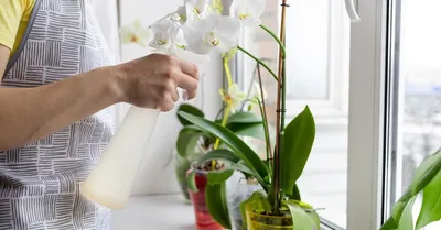 🌺 Орхидея Камбрия: секреты выращивания и ухода.
