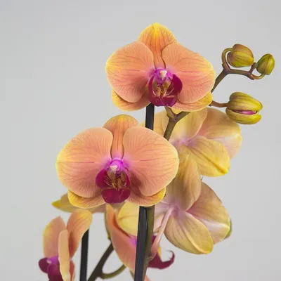 Орхидея фаленопсис сиреневая, 2 цветоноса (лат. Orchidaceae Phalaenopsis),  d 12 | Flowers Valley