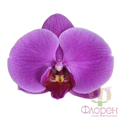 Орхидея Phalaenopsis Calm Storm (отцвел)