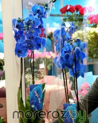 Купить растение Орхидея фаленопсис в горшке в Иркутске - «Орхидея»