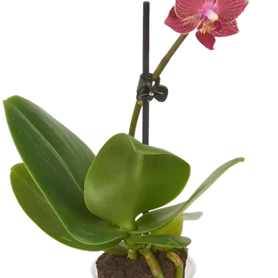 Орхидея Элли тигровая Latex - купить в Москве | Интернет-магазин  искусственных растений Zeltta