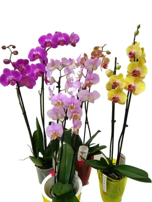 Интерьер дома и дачи :: Искусственные цветы и растения :: Декоративное  искусственное растение \"Орхидея\"