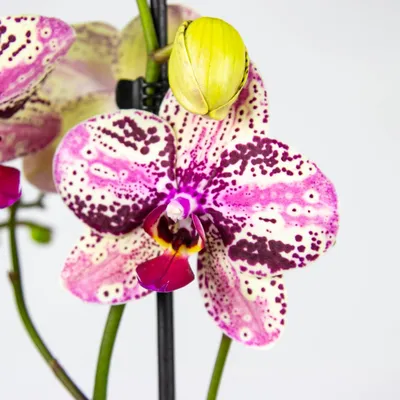 Орхидея фронтера фото фотографии