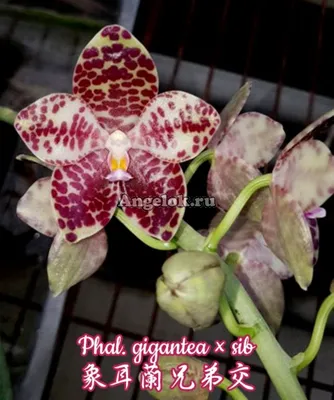 Фаленопсис Гигантея (Phalaenopsis gigantea x sib) Тайвань — купить в  интернет-магазине Ангелок