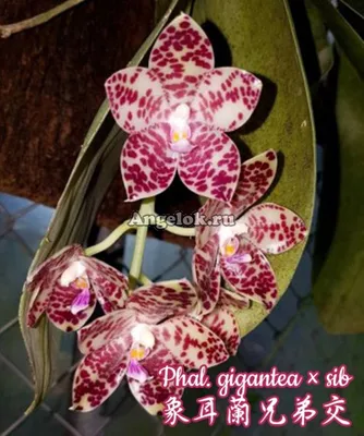 Фаленопсис Гигантея (Phalaenopsis gigantea x sib) Тайвань — купить в  интернет-магазине Ангелок