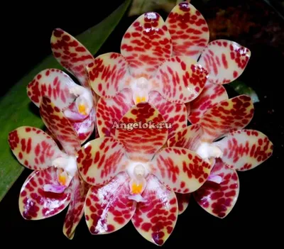 Фаленопсис Гигантея - великан среди орхидей | Блог об орхидеях